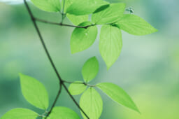 お子さんのワイヤー矯正は小児矯正が得意な歯科医院へ！